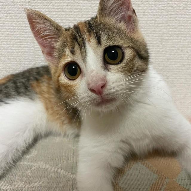 神戸新聞NEXT｜連載・特集｜話題｜子猫を追っていたら、知らないお宅の 