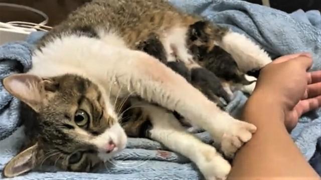 神戸新聞next 連載 特集 話題 朝起きたら 出産していた 寝ている飼い主さんの横で5匹の子猫に授乳フミフミ にゃんと驚き 癒される