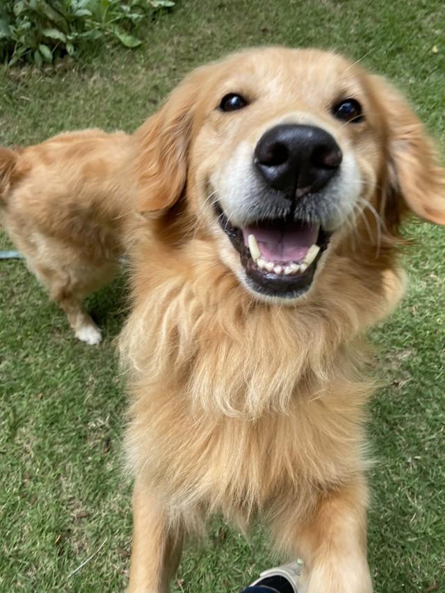 ブリーダーから 卒業 してわずか3カ月 肺がんで死んだ繁殖引退犬 死に直面した里親の思いを聞いた 神戸新聞next 連載 特集 話題 ブリーダーから 卒業 してわずか3カ月 肺がんで死んだ繁殖引退犬 死に直面した里親の思いを聞いた 神戸新聞next 連載 特集 話題