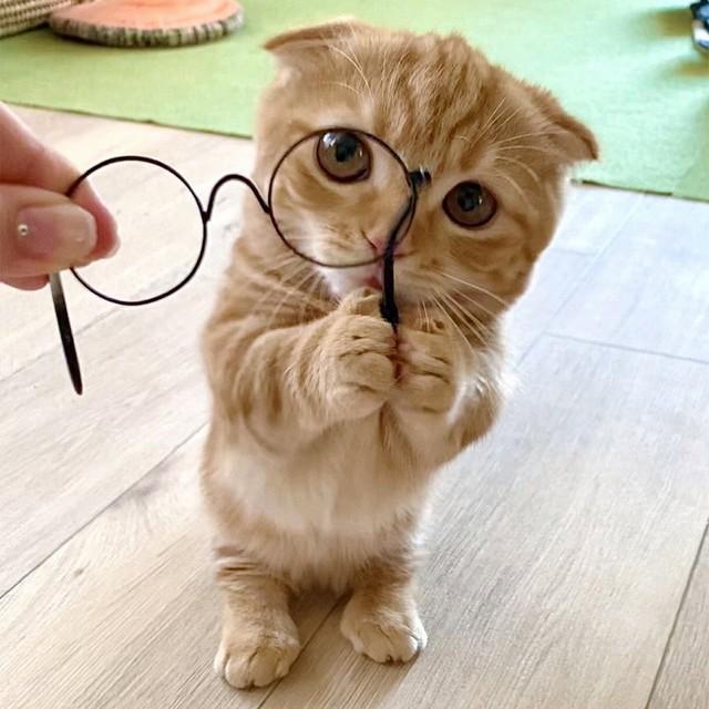 神戸新聞next 連載 特集 話題 眼鏡を拾ってくれたの 猫さん あざと可愛すぎ 小首をかしげ 両前足でそっと差し出す姿が話題に