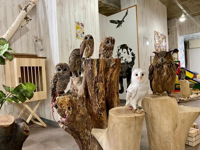 私たちに名前をつけて 3羽の赤ちゃんが加わり 関西では珍しい4種のメンフクロウが勢ぞろい 神戸新聞next 連載 特集 話題