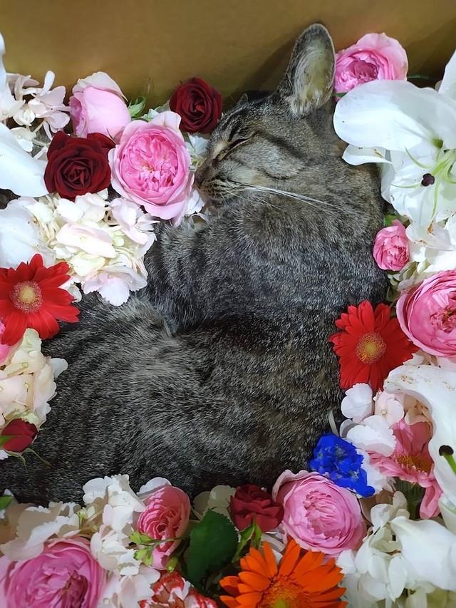 神戸新聞NEXT|連載・特集|話題|難病を宣告された猫、腎不全末期