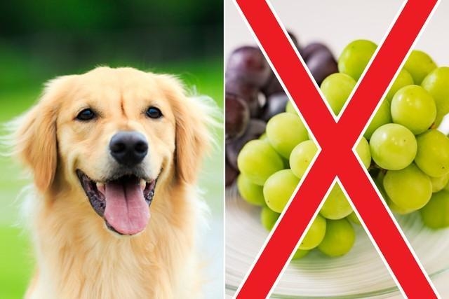 神戸新聞next 連載 特集 話題 ブドウを食べて犬が死ぬ レーズンやブドウジュースでも中毒起きます タマネギ 長ネギ チョコレートもng