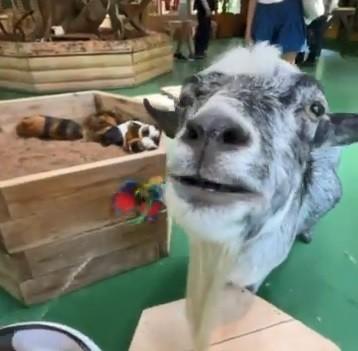 なんであなたが恍惚としてるの？（笑） まさかの展開、ネコじゃらしにヤギが夢中