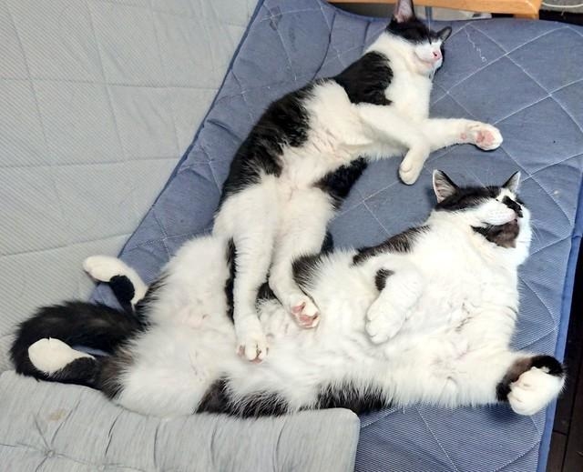 神戸新聞next 連載 特集 話題 同じ日に生まれた姉弟猫のサイズ差に驚き でっかい弟猫にネット騒然 遠近法 さては食いしん坊 神戸新聞next 連載 特集 話題 同じ日に生まれた姉弟猫のサイズ差に驚き でっかい弟猫にネット騒然 遠近法 さては食いしん坊