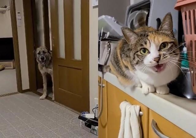 神戸新聞next 連載 特集 話題 散歩をねだる犬と遊んでほしい猫に挟まれる飼い主がうらやましい 両手に花 2匹ともお相手したい