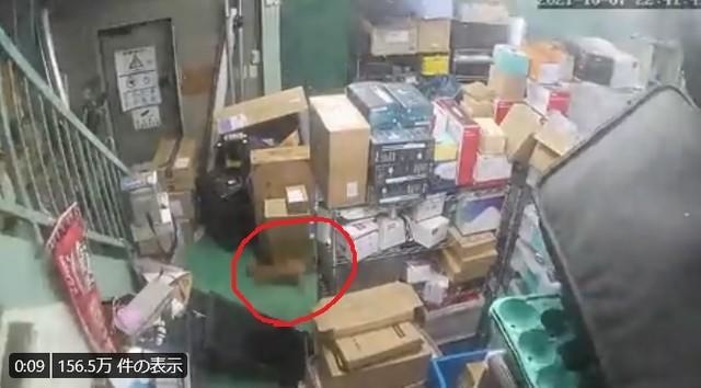 神戸新聞next 連載 特集 話題 倉庫の防犯カメラを解析していたら 地震にあわてふためく猫ちゃんの姿が 荷物のすき間を猛ダッシュ