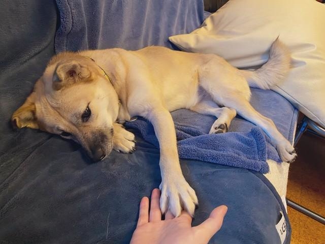 麻実さんのおうちにやって来て今年で4年目を迎えた元野犬の風花ちゃん。少しずつ家庭犬らしくなってきたという（提供写真）