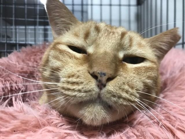 神戸新聞NEXT｜連載・特集｜話題｜引き取った茶トラは8キロを超える 