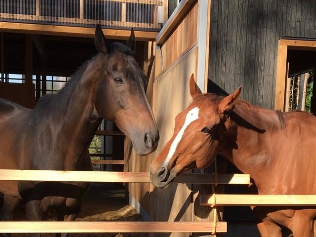 引退した競走馬たちが余生を送るブレーヴステイブル（提供画像）