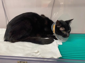 ちらっと見ただけでは、この猫がおおよそ1ヵ月間、ほとんど何も食べていないようには見えません