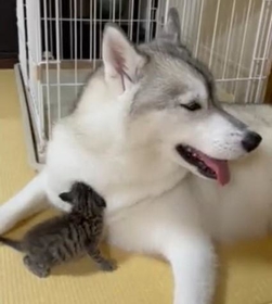 埋もれそう 犬の胸毛に顔をうずめる子猫 私も触れてみたい あんしんできるばしょ 神戸新聞next 連載 特集 話題