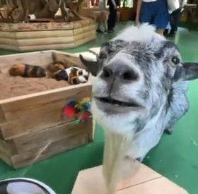 なんであなたが恍惚としてるの？（笑） まさかの展開、ネコじゃらしにヤギが夢中