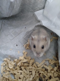 ハムスターをケージごと駅のベンチに遺棄 小動物は捨てられたら死を待つだけ コロナ禍で飼育放棄が激増 神戸新聞next 連載 特集 話題