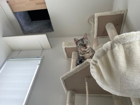 神戸新聞NEXT｜連載・特集｜話題｜運動量の多いベンガルだってストレス 