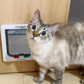 神戸新聞next 連載 特集 話題 譲渡会で出会った猫にメロメロ 見るだけのつもりが家にお迎え おうち時間が増え幸せに