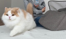 飼い主の腕を抜け出した猫ちゃんがまるで“逃走中” 「スタコラサッサっ