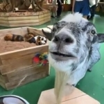 なんであなたが恍惚としてるの？（笑） まさかの展開、ネコじゃらしにヤギが夢中