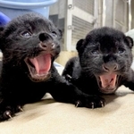 誕生ツイートで初お目見えの双子。赤ちゃんな割に大きな頭、手、鋭い爪で猛獣であることを主張するも可愛すぎてムリ（公式ツイートから）