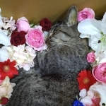 大阪市大正区の保護猫カフェ「NyankoCafe（にゃんこカフェ）」で暮らしてきた雌猫のマリモちゃん。9月下旬、虹の橋に旅立った（田中さん提供）