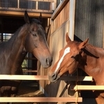 引退した競走馬たちが余生を送るブレーヴステイブル（提供画像）