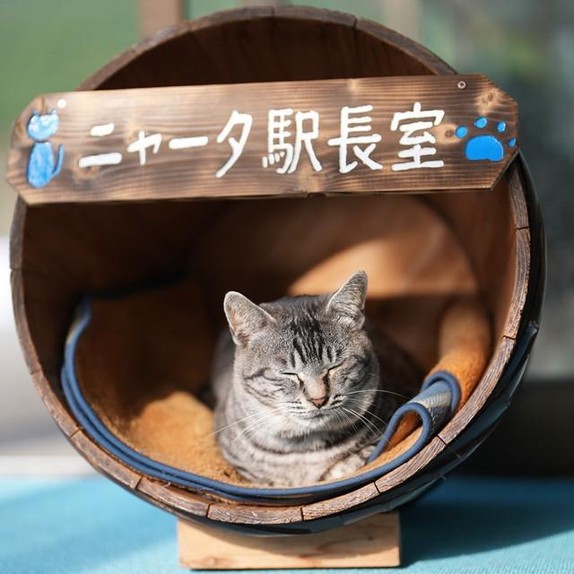 神戸新聞next 連載 特集 話題 紅葉が見ごろだニャ ロープウェイの駅に居ついたサバトラ猫 猫駅長 として来場者を癒す