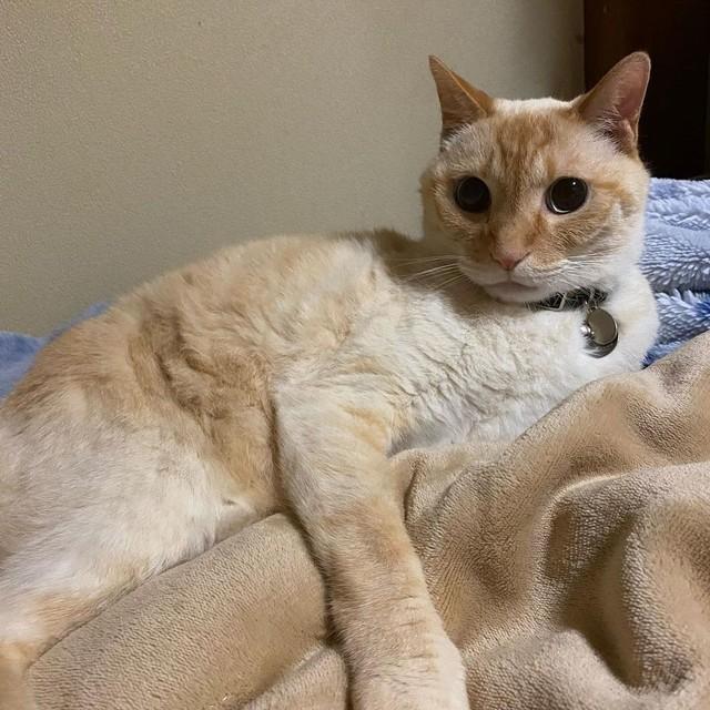 学校で保護した猫を引き取った 凶暴なツンデレ 穴が開くほど強く噛まれたが 今では甘えん坊で犬派の両親もデレデレ 神戸新聞next 連載 特集 話題