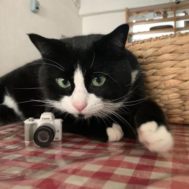 神戸新聞NEXT｜連載・特集｜話題｜「1匹里親が決まれば別の子を救う - 猫 ベ
ランダ ネット