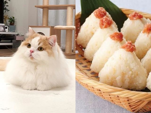 フォルムがおにぎりすぎる猫が話題、正体は2歳のスコフォ 「可愛