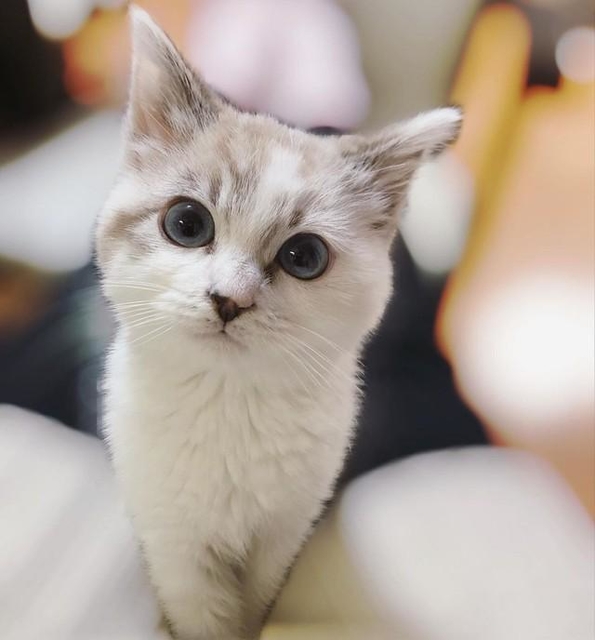 神戸新聞next 連載 特集 話題 愛猫を失った父親の悲しみを埋めた子猫 白くてもちもち お風呂に入るのが日課