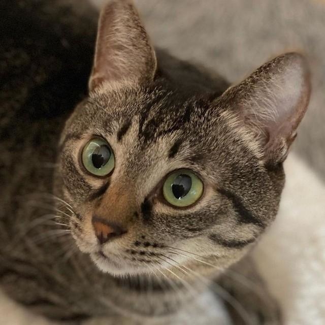神戸新聞next 連載 特集 話題 お兄ちゃん 仲良くしたいニャ 猫カフェにいた人懐っこい子猫 妹猫を亡くして傷心の先住猫を救う