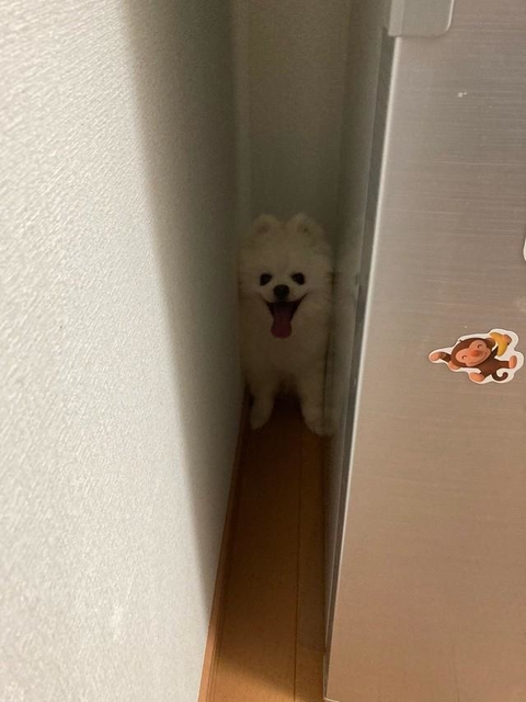 雷怖い！ブルブル…　画像提供／タレ目の犬(ポメラニアン)さん