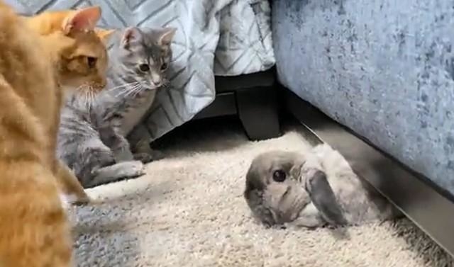 うわっ！」飛び出しウサギに驚く子猫 「おもちゃみたい」「超高速」猫