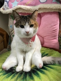 仕掛け罠で切断？後ろ足のない子猫 今では玄関で大好きな飼い主