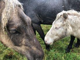 和種馬は絶滅の危機にある