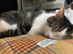 神戸新聞next 連載 特集 話題 助けを求め鳴いていた子猫を保護 昔飼っていた猫が 天国で毛皮を着替えて戻って来た