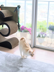 おい、尻尾どうした？」…“忍者猫”の姿にネット騒然「クラインの壺猫