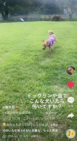 神戸新聞next 連載 特集 話題 なにあれ 野良犬 嫌やわ 同じ飼い犬なのに 元野犬に浴びせられた心ない声に 応援メッセージ続々