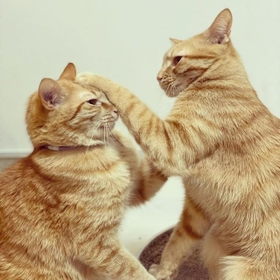 ぺちっ！お主やるな～！