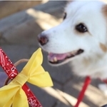 イエローリボンは、犬が苦手だったり、怖がりだったり、あるいは病気やけがなどさまざまな理由から「近づかないでね」というメッセージが込められた目印（提供写真）