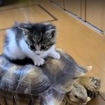 子猫を乗せて歩くカメの動画が癒やされるとTwitter上で話題になった（にゃんこ亀さん提供、Twitterよりキャプチャ撮影）
