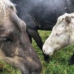 和種馬は絶滅の危機にある