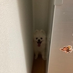 雷怖い！ブルブル…　画像提供／タレ目の犬(ポメラニアン)さん