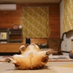 おでんを食べる視界の先には…天下泰平に眠るヘソ天姿が！！（画像提供／ちい むう ととろ　Chi Mu Totoroさん）