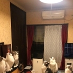 丑三つ時、一斉に天井を見上げる猫たちがTwitter上で話題になった（提供写真）