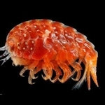 今回発見され新種認定された「チゴケスベヨコエビ」（Takuya Morihisaさん提供）