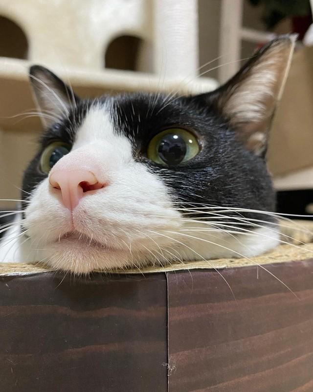 神戸新聞next 連載 特集 話題 空き家で保護されたガリガリの子猫 今が迎えるタイミングかも 連れて帰った瞬間から うちの子が一番かわいい 状態に 神戸新聞next 連載 特集 話題 空き家で保護されたガリガリの子猫 今が迎えるタイミングかも 連れて帰った瞬間から うちの子が一番かわいい 状態に