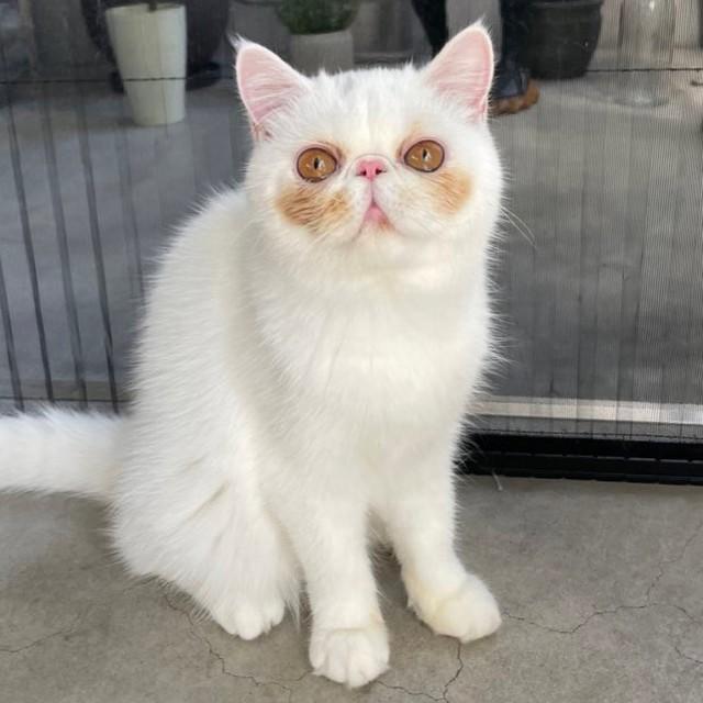 神戸新聞next 連載 特集 話題 いつも照れてるみたい ほっぺ が愛くるしい猫さんが話題 愛されるために生まれてきたシルシですかね