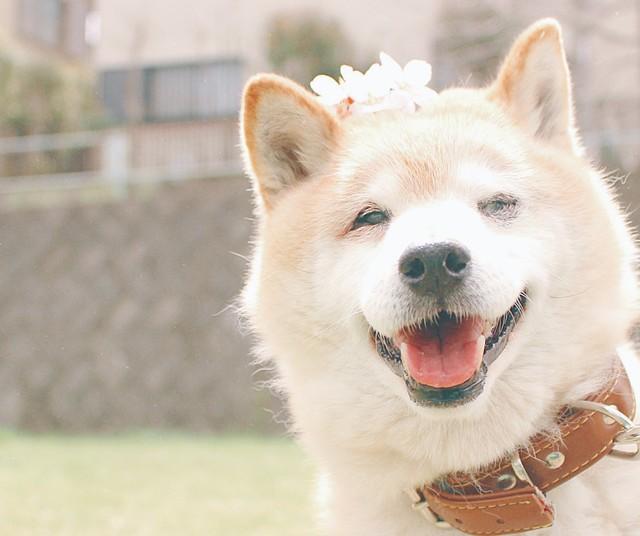 神戸新聞next 連載 特集 話題 いつか訪れる愛犬との別れ 後悔なく看取ったはずが 4カ月後に突然のペットロス 僕たち家族を救ってくれたのは