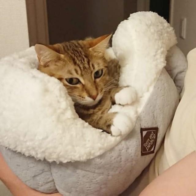 神戸新聞next 連載 特集 話題 押し入れで産まれた子猫 寂しい猫の良き相棒に 飼い主さんにも おはよう おかえり を欠かさない